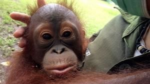 Baby Orangutans photo