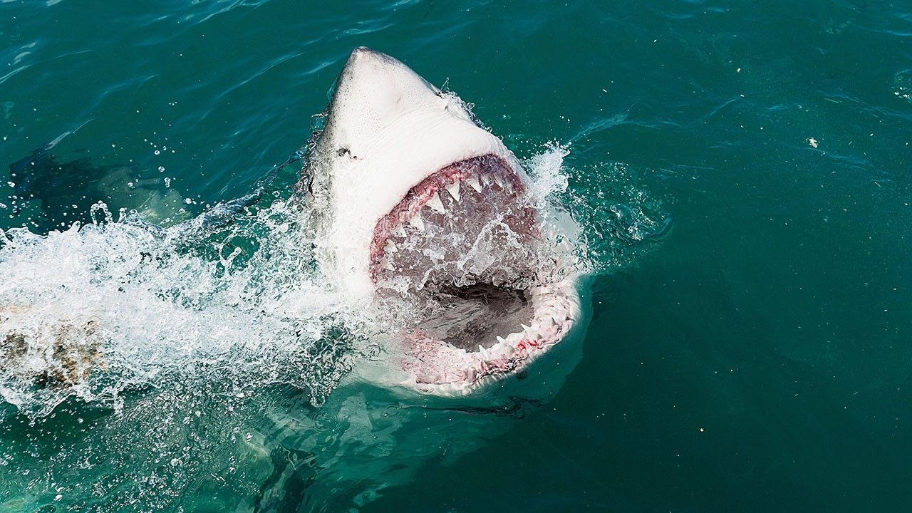 Sharks on the Hunt Photos - Shark Kill Zone - National Geographic ...