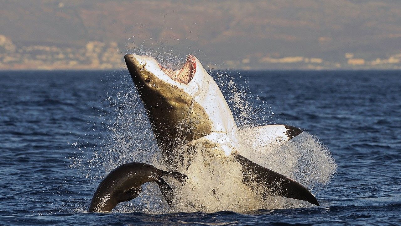 Sharks on the Hunt Photos - Shark Kill Zone - National Geographic ...