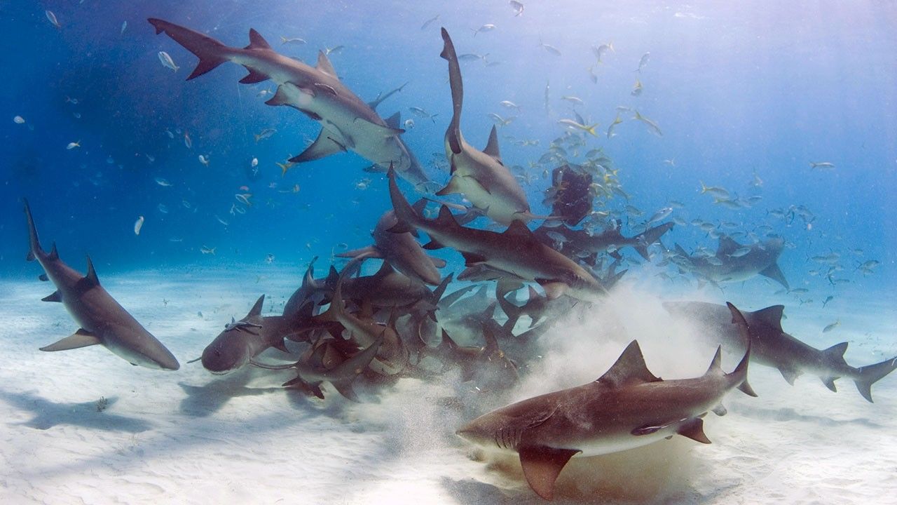 Sharks on the Hunt Photos - Shark Kill Zone - National Geographic ...