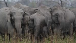 Elephant Kingdom photo