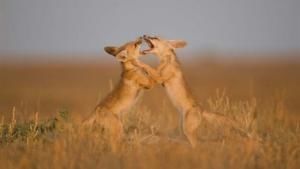 Desert Lions photo