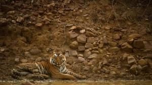 Tiger Jungles photo