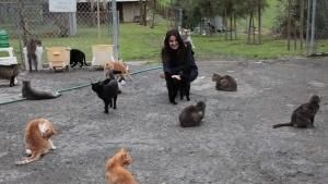 Lady With 700 Cats photo