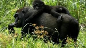 الحياة البرية في الكونغو صورة