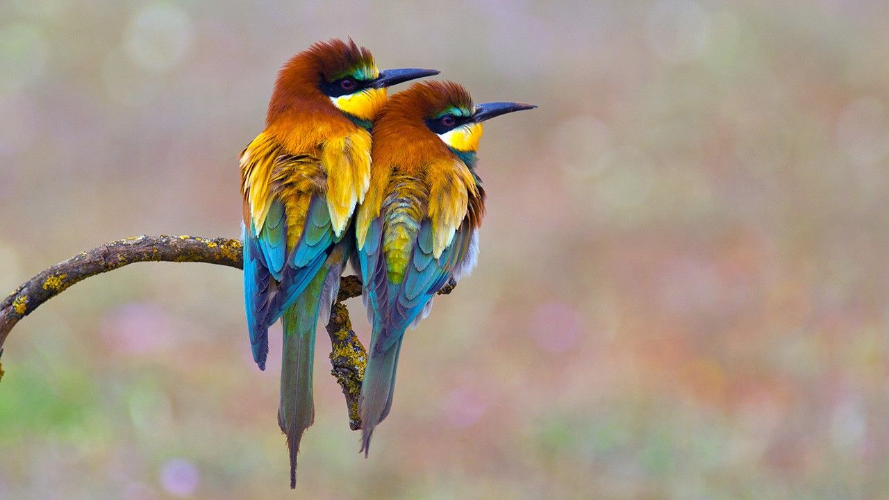 Colourful Wildlife Photos - Wild Spain - National Geographic Channel -  Canada
