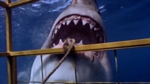 هجوم القرش صورة