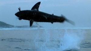 هجوم القرش صورة