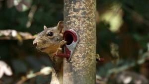 Squirrels in Action photo