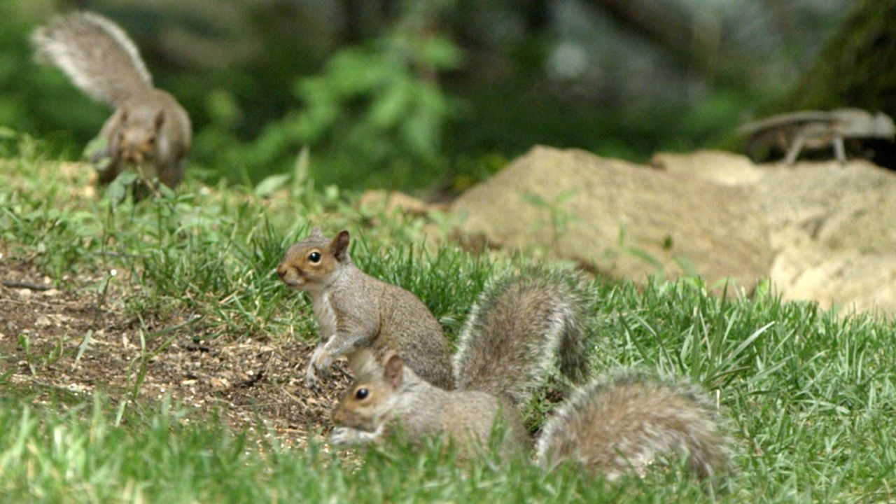 Squirrels in Action Photos - Super Squirrel - National Geographic ...