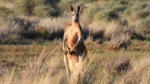 Wild Australia photo