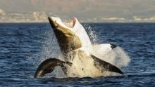 Deadliest Animals show