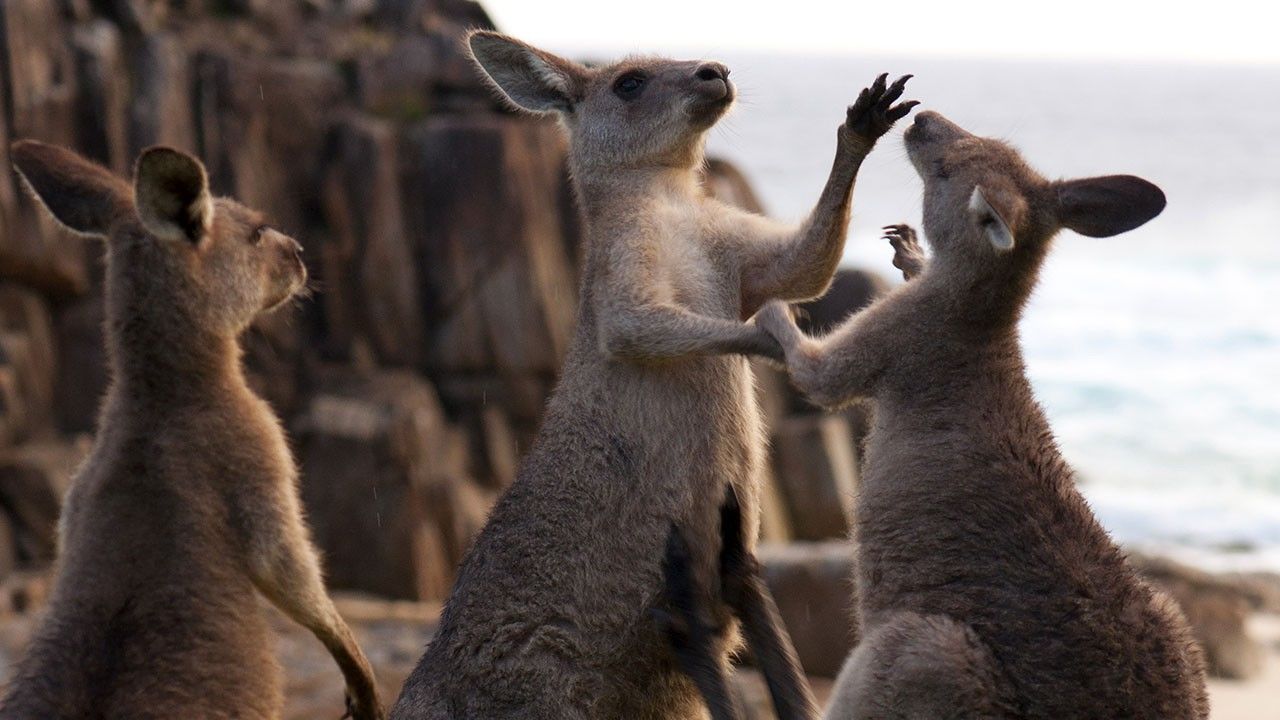 Deadliest Animals Photos - World's Deadliest - National Geographic