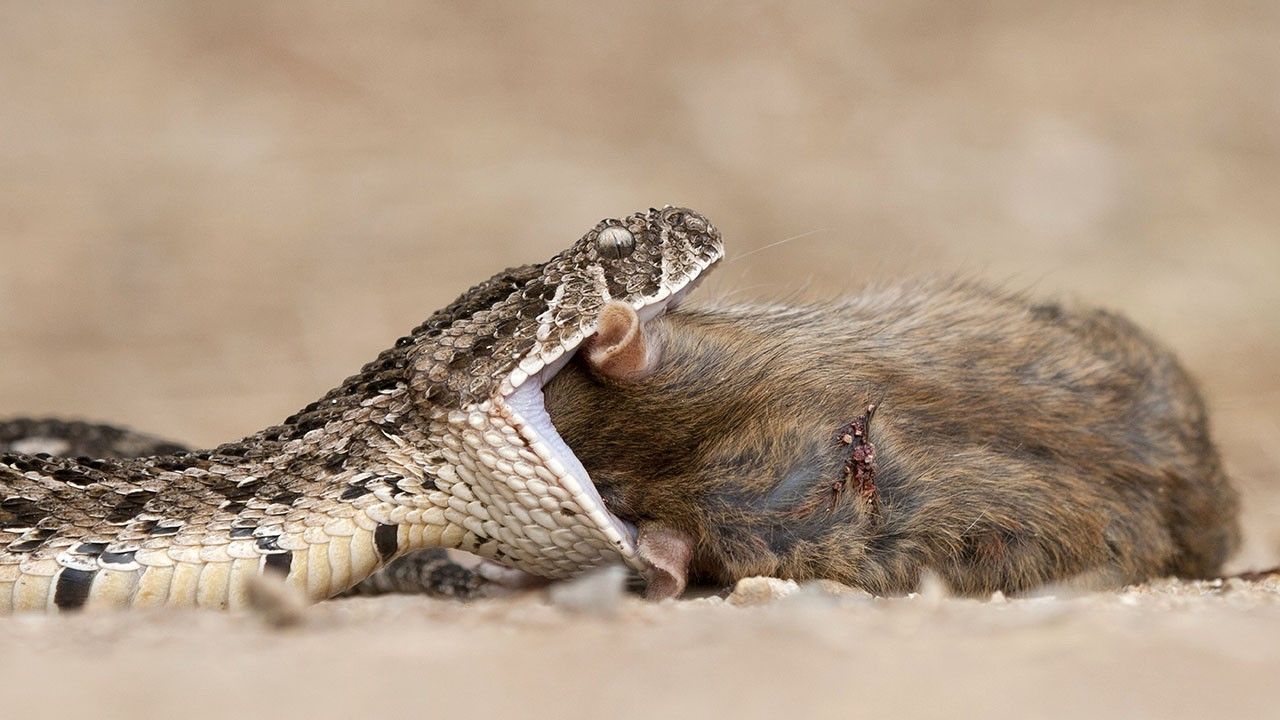 Deadliest Animals Photos Worlds Deadliest National Geographic