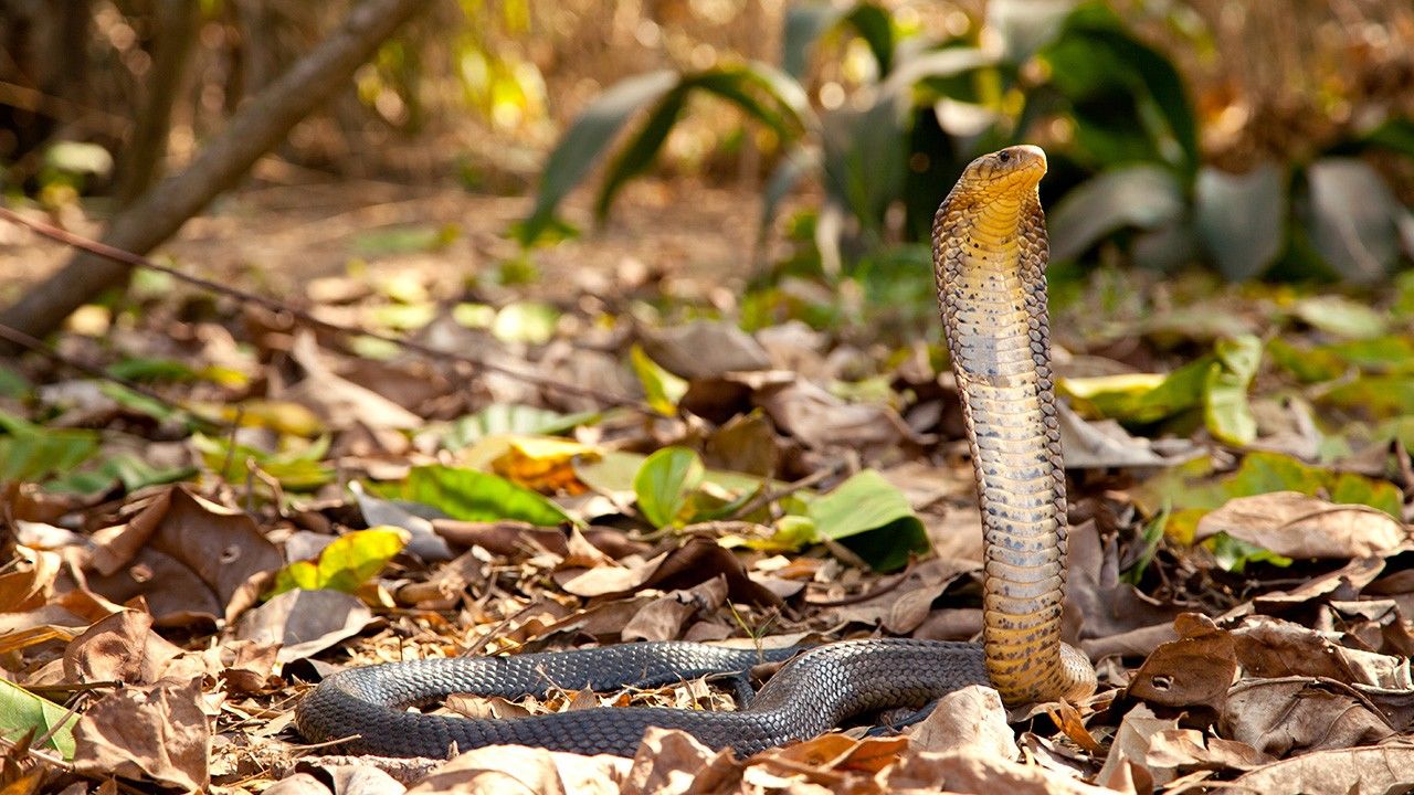 The Cobra Family Photos - Cobra Mafia - National Geographic Channel - Asia