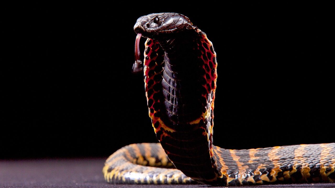 The Cobra Family Photos - Cobra Mafia - National Geographic Channel - India