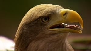 Majestic Eagles photo