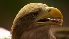 Majestic Eagles show