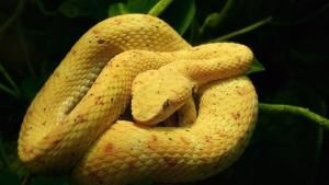 World's Deadliest Snakes photo