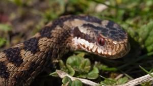 World's Deadliest Snakes photo
