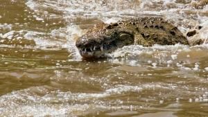 Croc Ganglands photo