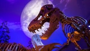 T. rex Fossils photo