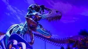 T. rex Fossils photo