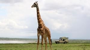 A Hard Migration photo
