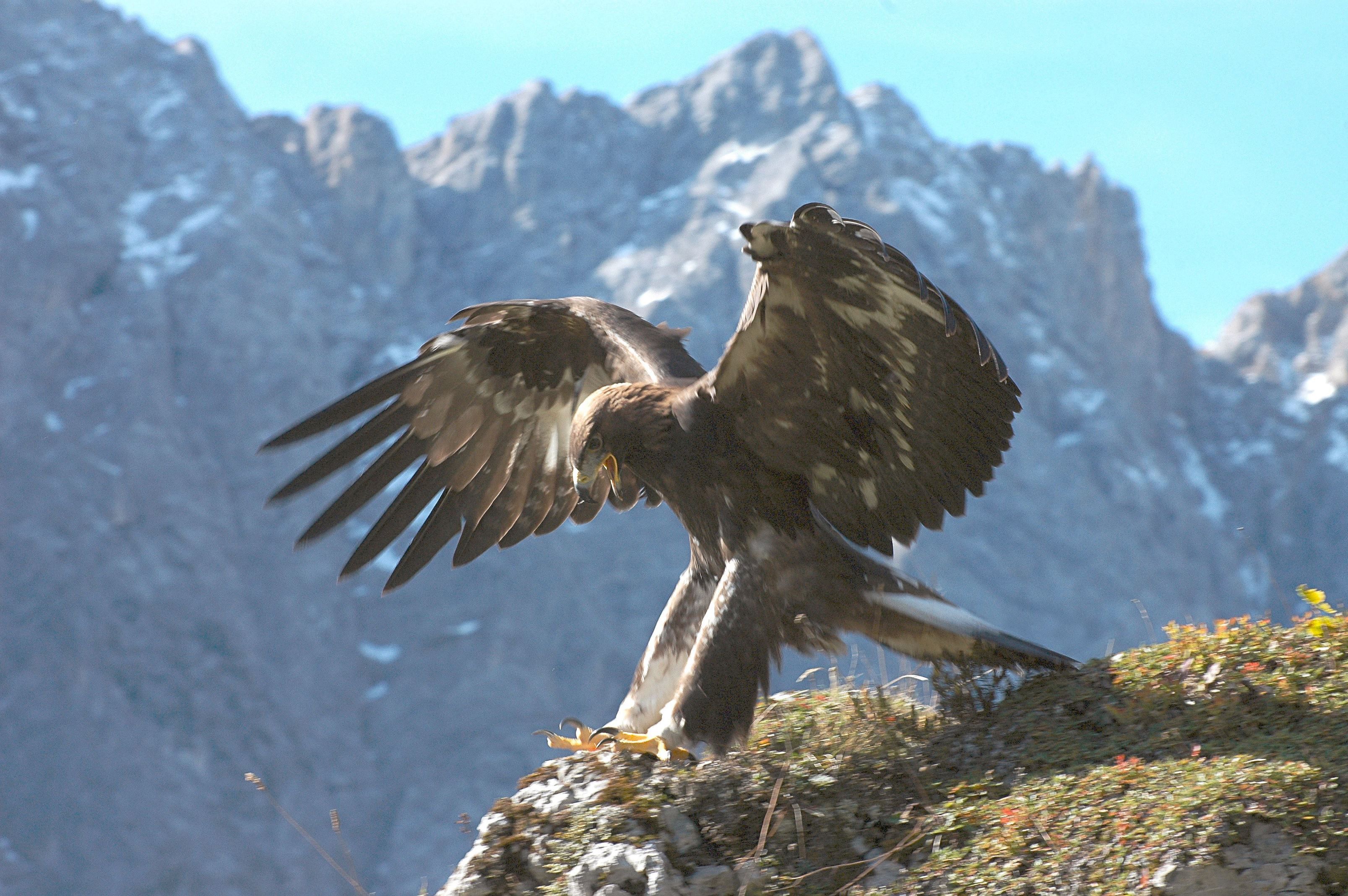 Foto Di Alpi Segrete - I Segreti Delle Alpi - National Geographic ...