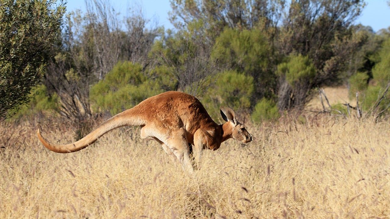 Kangaroo Portraits Photos - The Kangaroo King - National Geographic ...