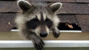 Raccoon: Backyard Bandit photo