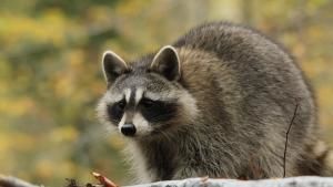 Raccoon: Backyard Bandit photo