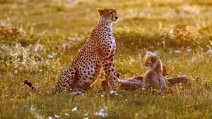 Cheetah : Fatal Instinct photo