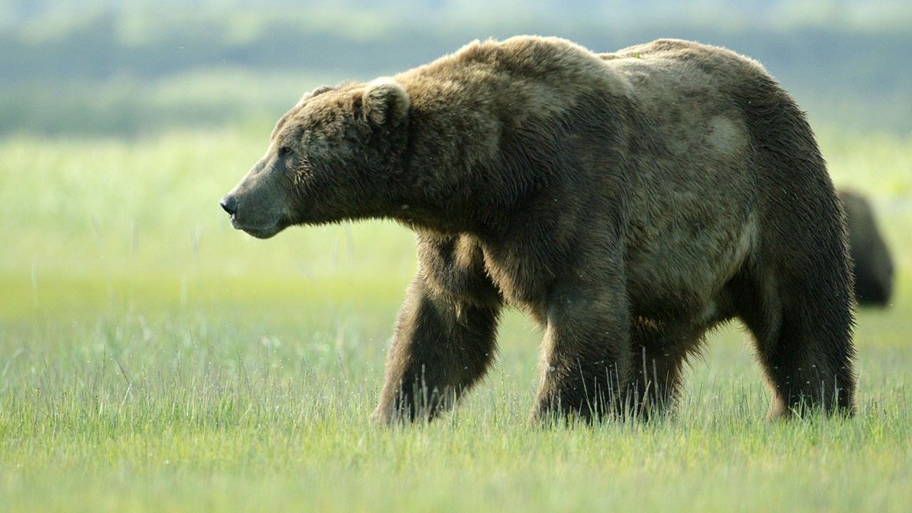 The Little Brown Bear Photos - Grizzly Empire - National Geographic ...