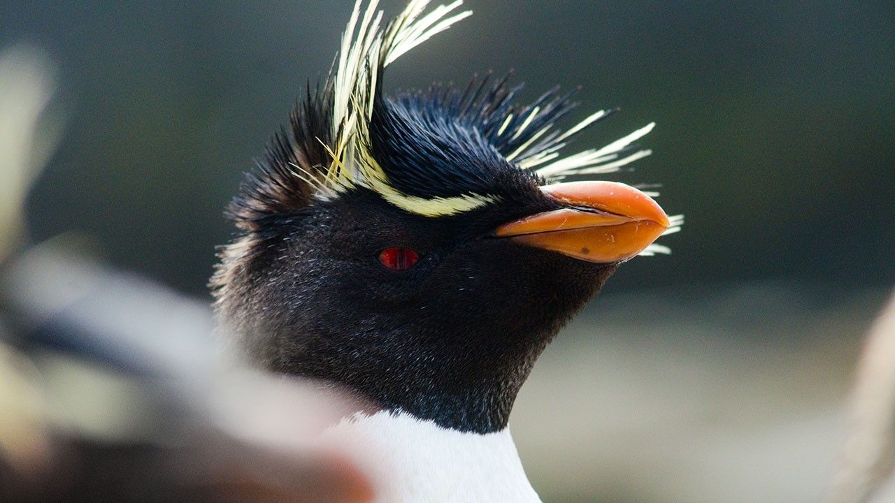 Majestic Penguins Photos - Wild Islands: Falklands - National ...