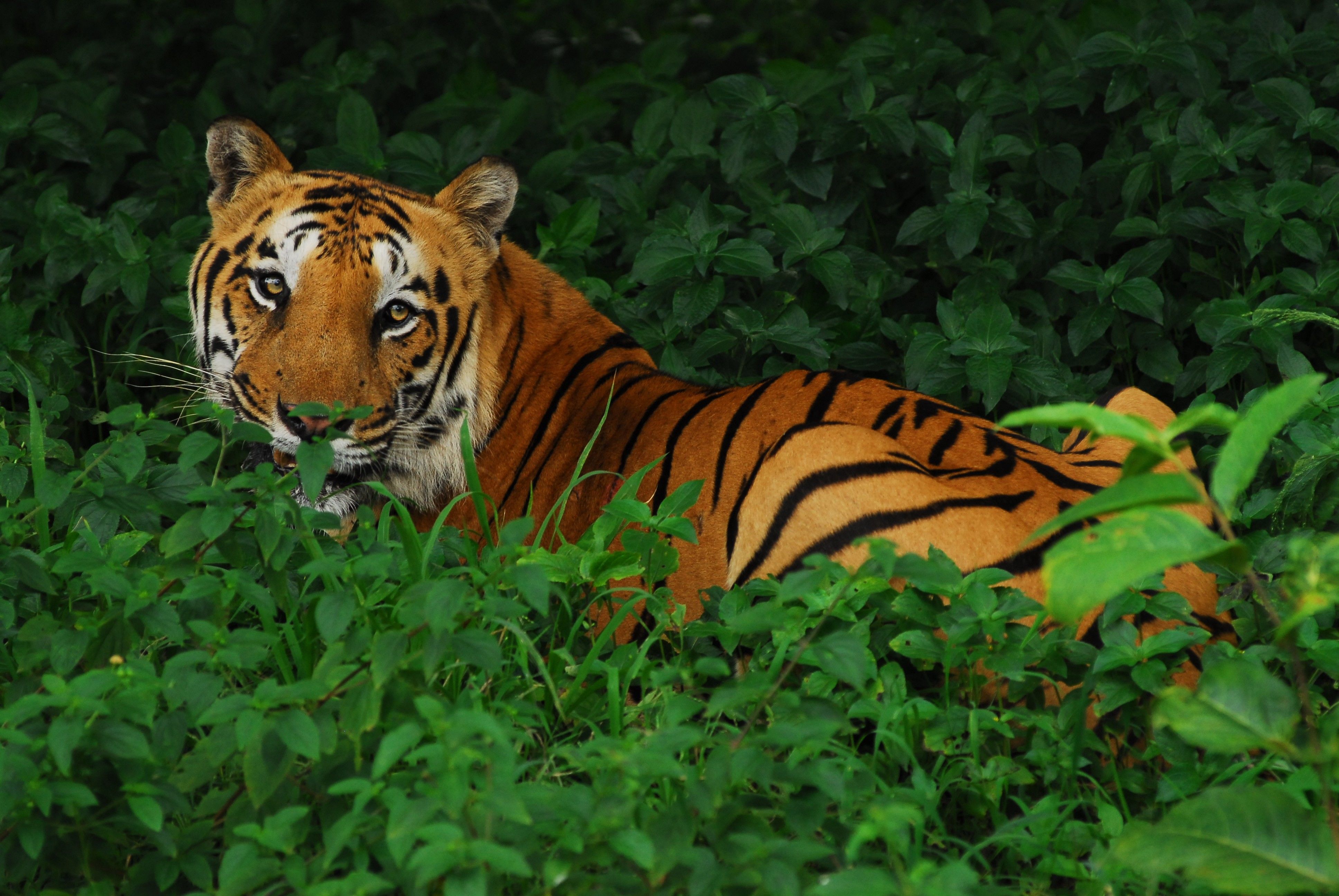 Наблюдая тигра. Опасный тигр. International Tiger Day. Ядовитые тигры. Тигр картина.