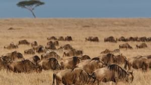 Wild 24: Africa's Savananh photo