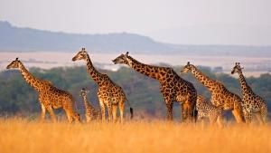 Wild 24: Africa's Savananh photo
