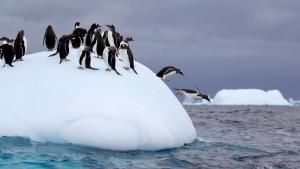 Wild Antarctica photo