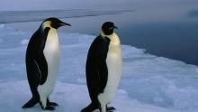 الحياة البرية في القطب الجنوبي برنامج