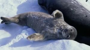 الحياة البرية في القطب الجنوبي صورة