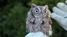 Wildlife Rehab show