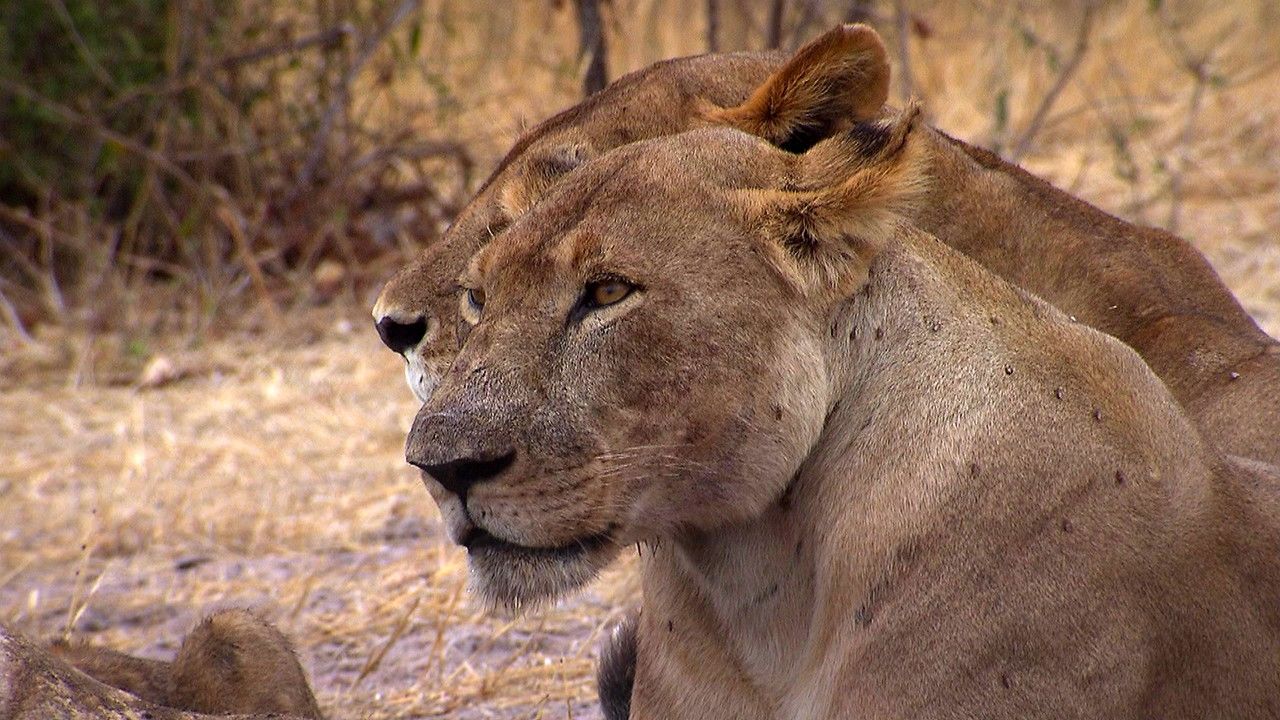 Queen of the Jungle Photos - Lion Queens - National Geographic Channel