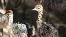 The Ostriches of Namibia show