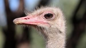 The Ostriches of Namibia photo
