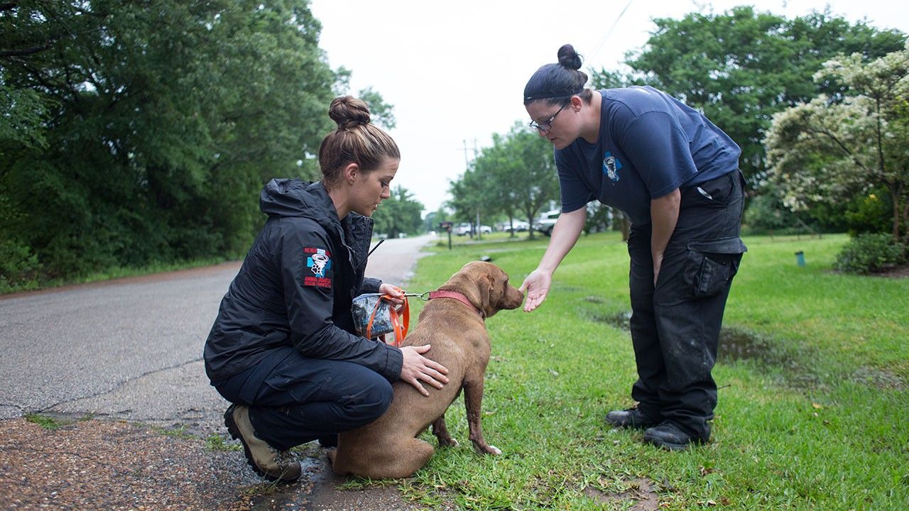 animal rescuers