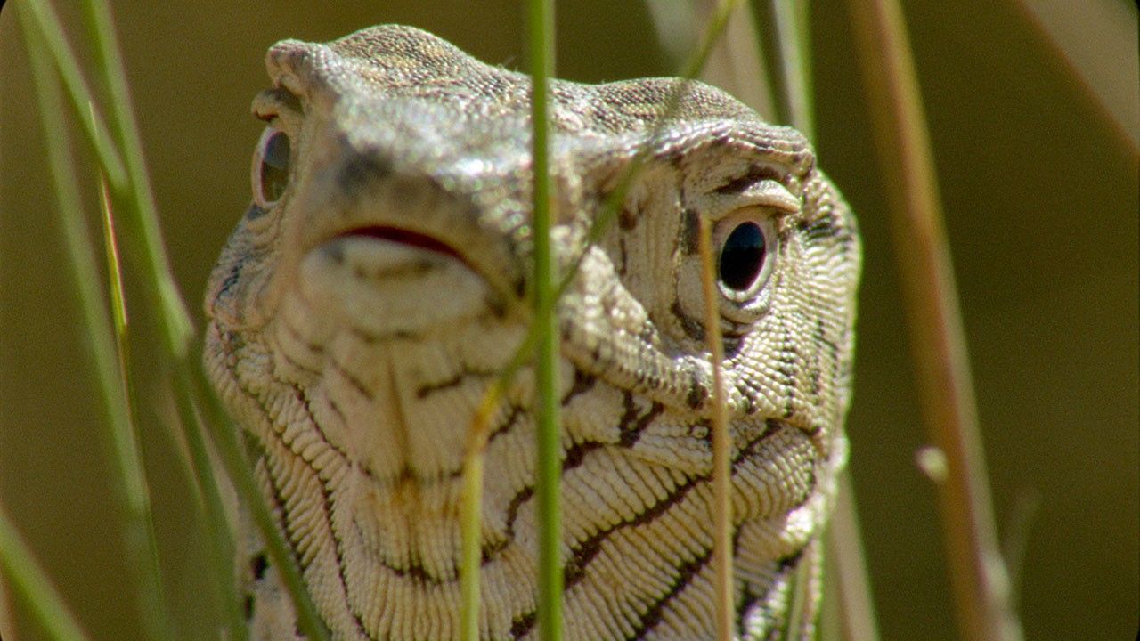 perfectly-ugly-photos-world-s-weirdest-animal-faces-national