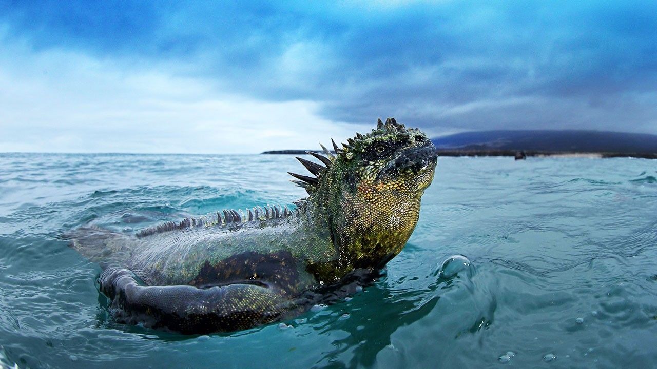 [do_not_translate_gallery_name] Photos Wild Galapagos National