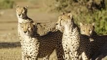 Wild Cats show
