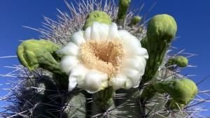 Saguaro photo
